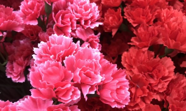 50代母に贈る本当に喜ばれる母の日プレゼントは？（和菓子編）